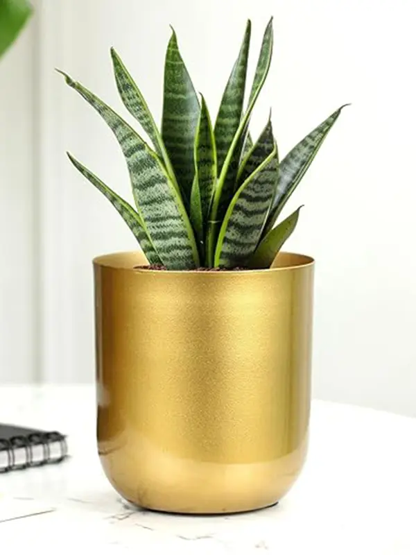 Decorative Modern Indoor Planter